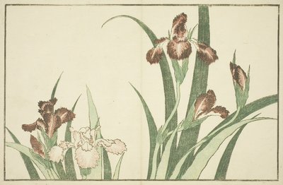 虹膜，来自北斋写实画集 作者 葛饰北斋