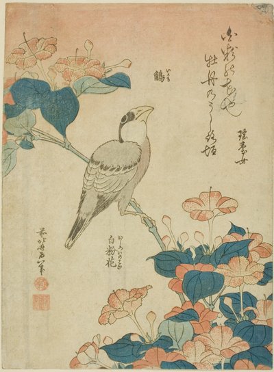 日本画眉鸟和秘鲁的奇迹（Ikaru, oshiroi no hana），选自无题花鸟系列 作者 葛饰北斋