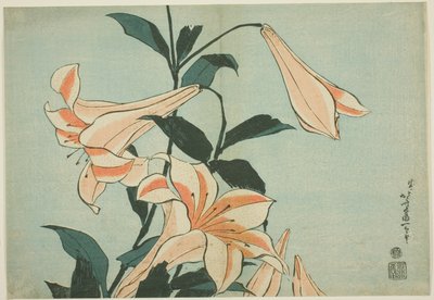 百合花，选自无标题大花系列 作者 葛饰北斋