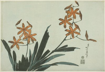 橙色兰花，选自无标题花卉系列 作者 葛饰北斋