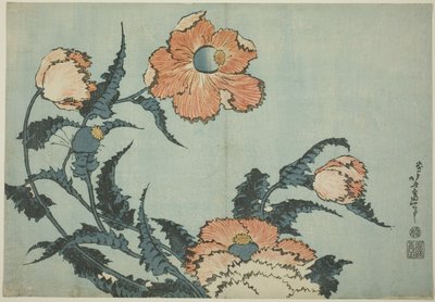 罂粟花，选自无标题花卉系列 作者 葛饰北斋