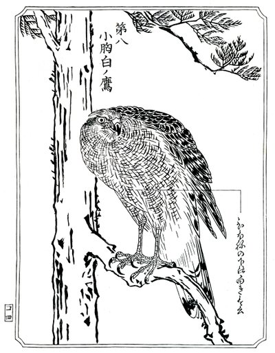 鹰，1898年。 作者 川边京菜