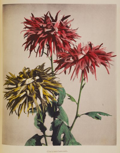 菊花 作者 小川和正