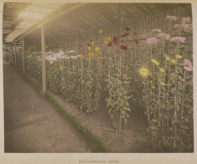 菊花园 作者 小川和正