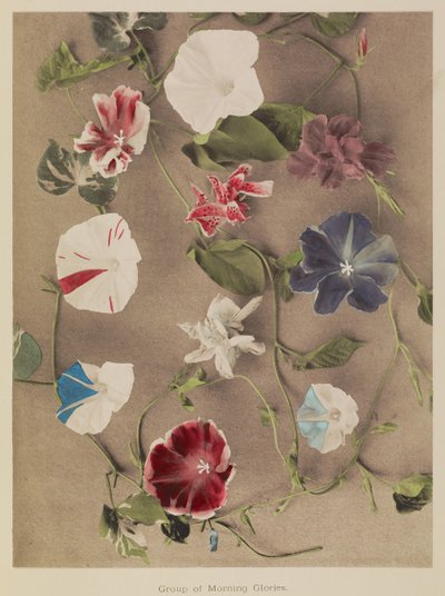 牵牛花群 作者 小川和正