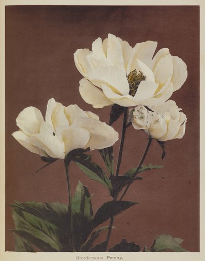 耐寒牡丹 作者 小川和正