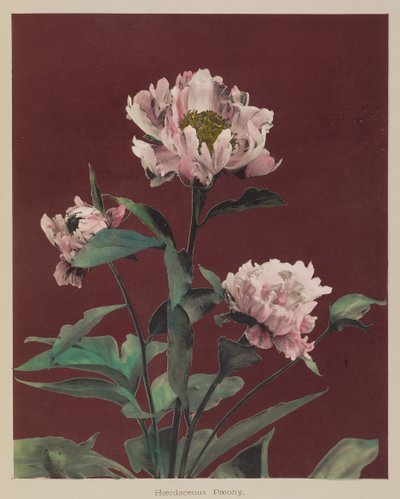 耐寒牡丹 作者 小川和正