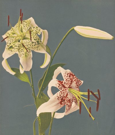 百合，1897年（手工色彩珂罗版） 作者 小川和正