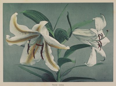 莉莉 作者 小川和正