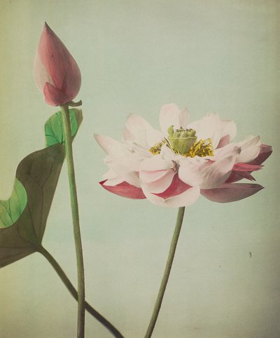 莲花，1896年（手工彩色珂罗版） 作者 小川和正