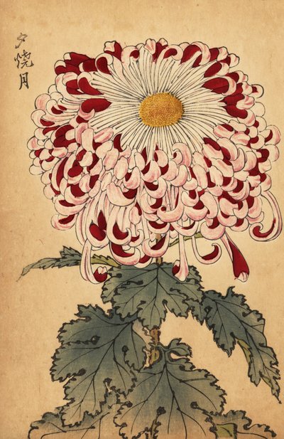 杂交深红白勺菊花，1893 年（雕刻） 作者 长谷川惠花