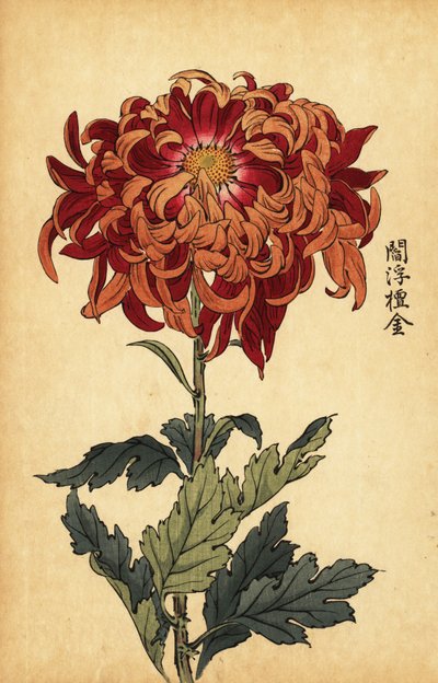 橙色和深红色菊花的混合体，1893 年（雕刻） 作者 长谷川惠花