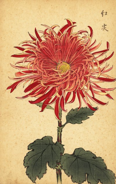 杂交粉红和深红菊花，1893 年（雕刻） 作者 长谷川惠花
