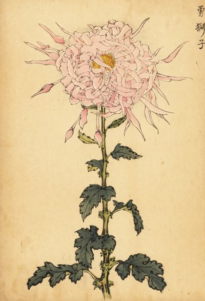 杂交粉红蜘蛛菊，1893 年（雕刻） 作者 长谷川惠花