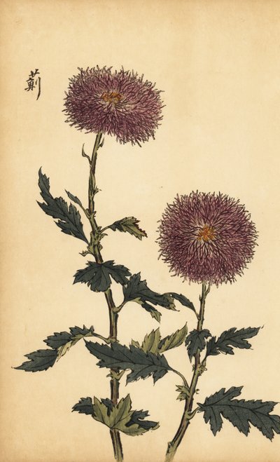 杂交紫菊，1893 年（雕刻） 作者 长谷川惠花