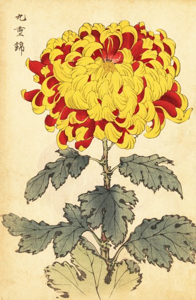 猩红色和黄色菊花的混合体，1893 年（雕刻） 作者 长谷川惠花