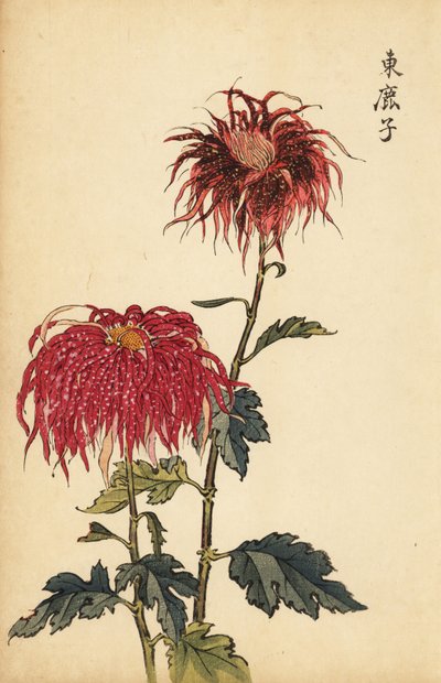 1893 年，杂交种斑点猩红色和粉红色被毛菊花（雕刻） 作者 长谷川惠花