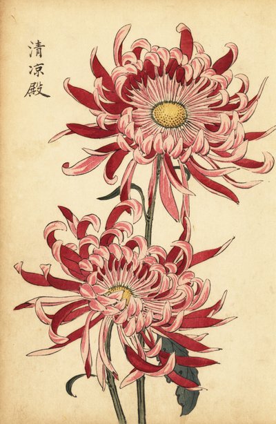 杂交变色粉红和大红蜘蛛菊，1893 年（雕刻） 作者 长谷川惠花