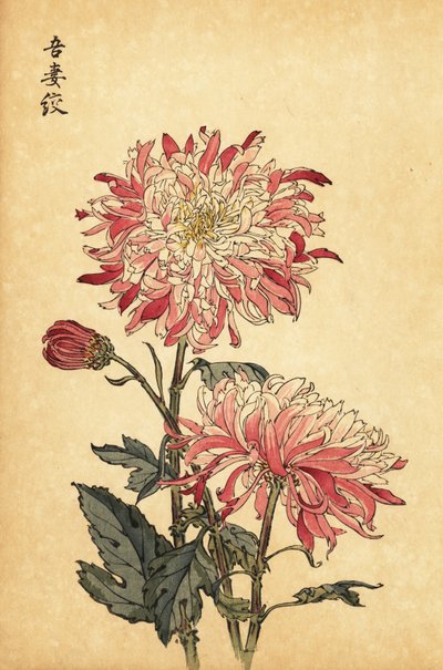 杂交变色白粉菊，1893 年（雕刻） 作者 长谷川惠花