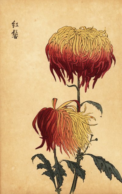 杂交变色黄、橙和深红色菊花，1893 年（雕刻） 作者 长谷川惠花