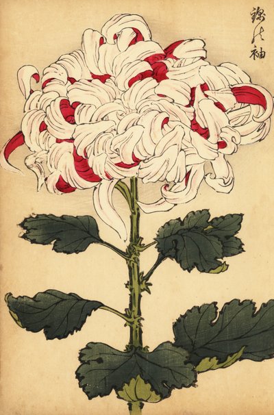 杂交白菊和大红菊，1893 年（雕刻） 作者 长谷川惠花