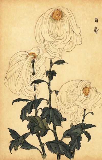 杂交白菊，1893 年（雕刻） 作者 长谷川惠花