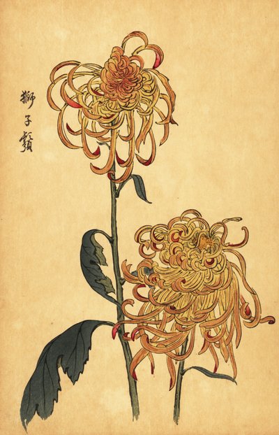 黄橙杂交蜘蛛菊，1893 年（雕刻） 作者 长谷川惠花