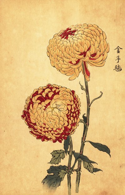 黄色和猩红色的混合绒球菊花，1893 年（雕刻） 作者 长谷川惠花