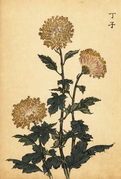 杂交黄菊，1893 年（雕刻） 作者 长谷川惠花