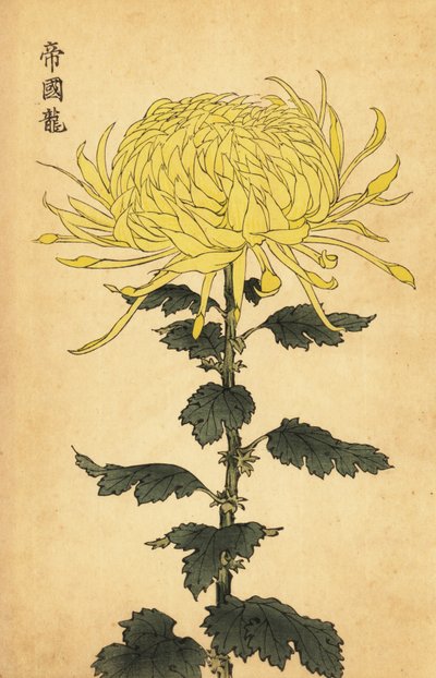 杂交黄菊，1893 年（雕刻） 作者 长谷川惠花