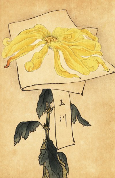 杂交黄菊花，野菊花。 ,1893（雕刻） 作者 长谷川惠花
