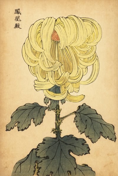混合黄色内弯菊花，1893 年（雕刻） 作者 长谷川惠花