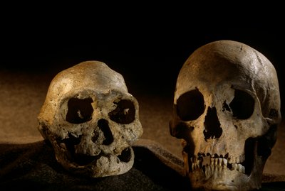 直立人头骨、无齿和现代人头骨，德马尼西 作者 肯尼思·加勒特