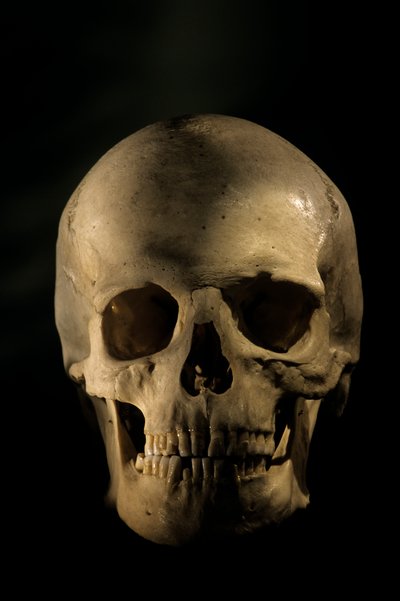 现代人类头骨，科学研究骨骼，乔治华盛顿大学，2000 年（照片） 作者 肯尼思·加勒特