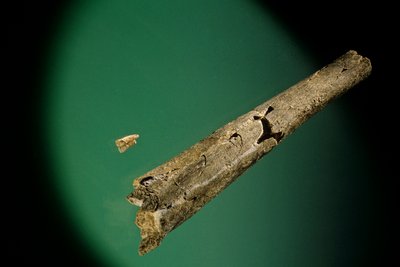 胫骨和下门齿，英格兰博克斯格罗夫，公元前 50 万年，海德堡人化石 作者 肯尼思·加勒特