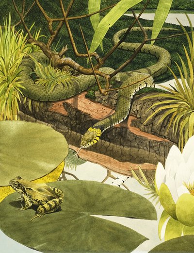 蛇要吃蟾蜍 作者 肯尼思·莉莉