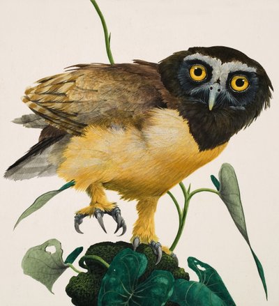 斑纹猫头鹰 作者 肯尼思·莉莉