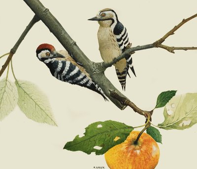雌雄小斑啄木鸟 作者 肯尼思·莉莉