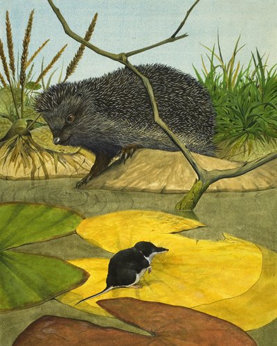 水鼩和刺猬 作者 肯尼思·莉莉