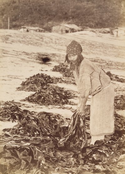 阿伊努（Ainu）女人收获海藻，约1900年（白银印刷） 作者 田本健三