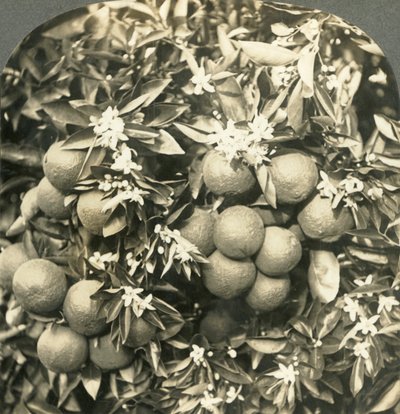 生长在同一棵树上的橙花和成熟的橙子，加利福尼亚，c1900。 作者 Keystone View公司