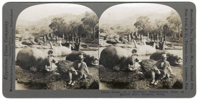 1910年非洲罗得西亚Mlembo河上早上的河马狩猎的结果 作者 Keystone View公司