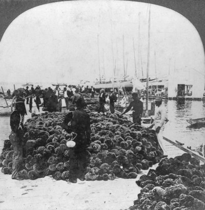 海绵市场，美国佛罗里达州基韦斯特海港，c1900 作者 Keystone View公司