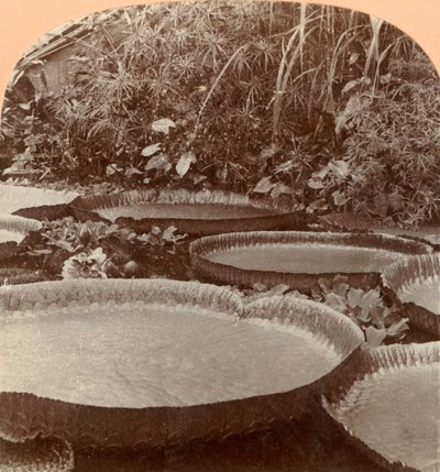 Thureza Lily，德国汉堡植物园，1895年。 作者 Keystone View公司