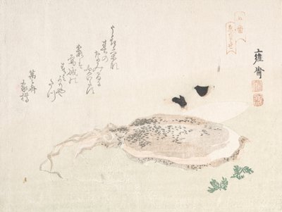 乌龟鱼，19世纪初。 作者 菊地洋斋
