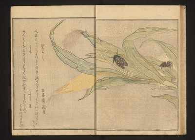 玉米上的蝉和蜘蛛 作者 茑屋十三郎（小书堂）