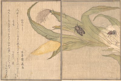 晚蝉、日暮、蜘蛛、库莫......，1788年。 作者 北川宇多郎