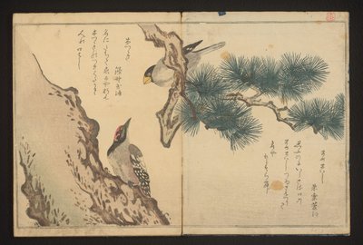 啄木鸟和啄木鸟 作者 北川宇多郎