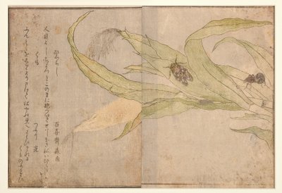 Higurashi和蜘蛛，1788（木刻） 作者 北川宇多郎