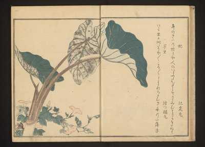 马鞭草上的马蝇和芋头上的毛毛虫 作者 北川宇多郎